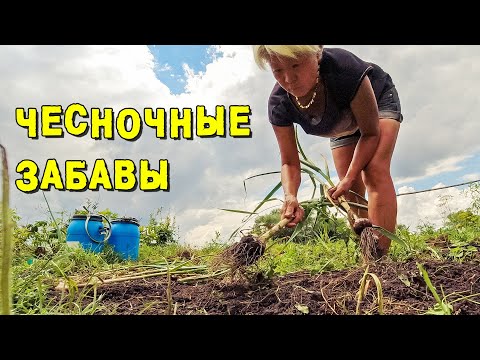 Видео: ЧЕСНОК - главный корейский секрет выращивания