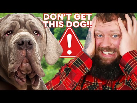 Видео: ТОП-10 ПОРОД, КОТОРЫЕ НЕ ПОДХОДЯТ ДЛЯ ВЛАДЕЛЬЦЕВ-НОВЦОВ