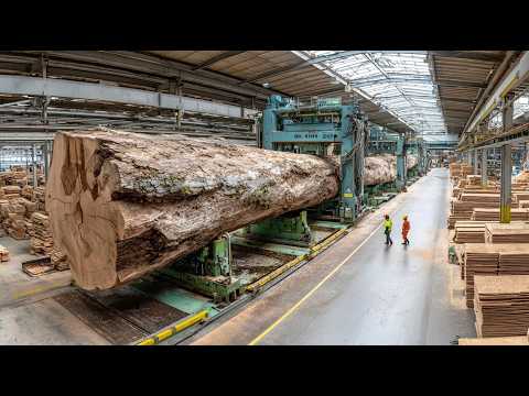 Видео: Заготовка гигантских лесоматериалов и их переработка на современных лесопилках