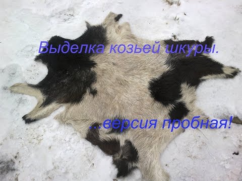 Видео: Выделка козьей шкуры версия пробная.