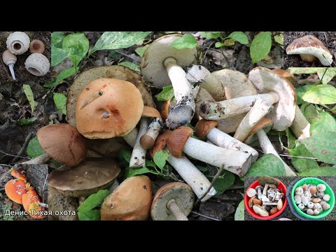 Видео: Красноголовики, белые, подберёзовики, моховики и куча всего по мелочи