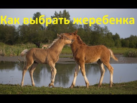 Видео: На что смотреть при покупке жеребёнка