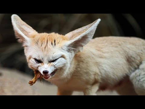 Видео: ФЕНЕК - Маленькая, но очень ловкая Лиса с Огромными Ушами-Локаторами!