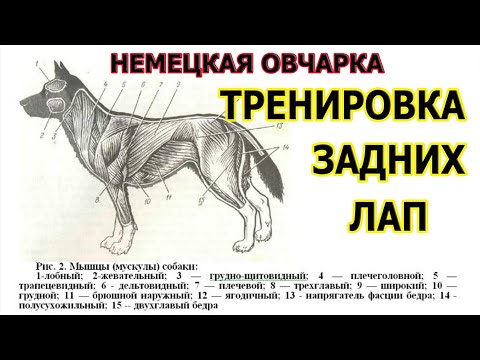 Видео: Немецкая овчарка тренируем задние лапы Дрессировка немецкой овчарки Как дрессировать овчарку