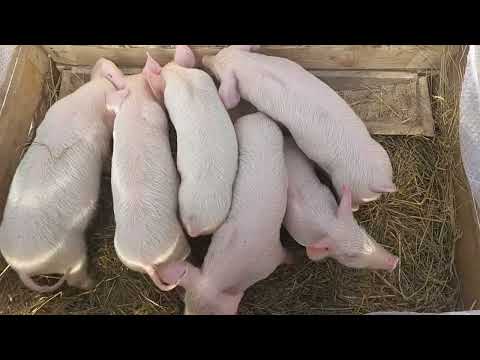 Видео: Ринок тварин 16.02.2025 Частина 2. Огляд та ціни! Дивитись Усім!!!#ринок #село #тварини