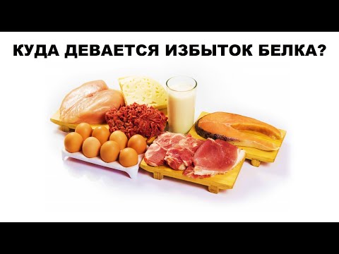 Видео: КУДА ДЕВАЕТСЯ ИЗБЫТОК БЕЛКА?