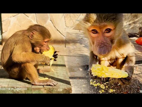 Видео: Маняша - самая умная обезьянка Так обманывать Степу только она умеет! Тося довольна и Степа не понял