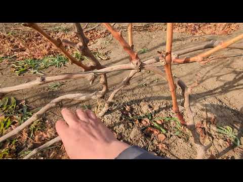 Видео: Жүзімді осылай қиямын