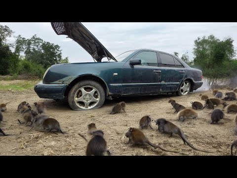 Видео: КРИВОЙ ГЛАЗАСТЫЙ, КУПИЛИ И НЕ СМОГЛИ ЗАПУСТИТЬ!