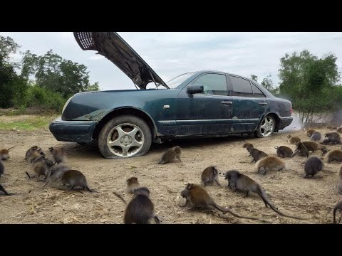 Видео: ОЖИВИТЬ КРИВОЙ ГЛАЗАСТЫЙ возле мусорного контейнера с мышами!