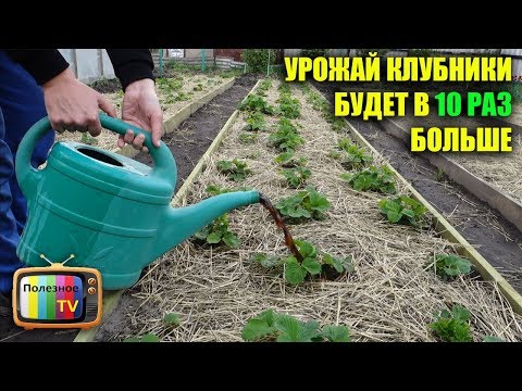 Видео: КЛУБНИКИ БУДЕТ В 10 РАЗ БОЛЬШЕ ЕСЛИ СДЕЛАТЬ ЭТО ВЕСНОЙ