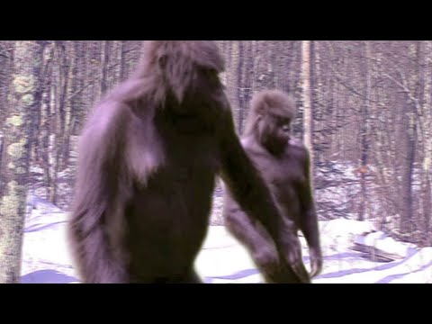 Видео: Я Бы и Сам Не Поверил, Но Это Видео Удалось Снять На Камеру