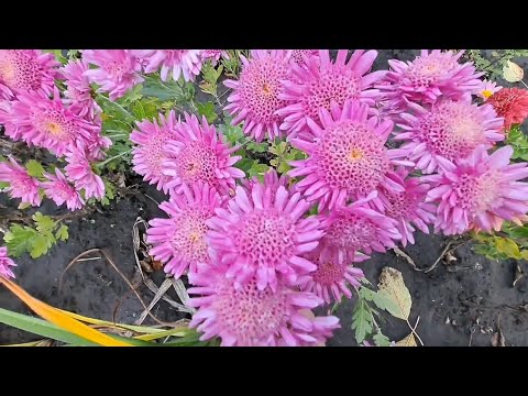 Видео: @OlenaSad Як себе почувають квіти , коли дощить місяць.29 жовтня 2025 р.