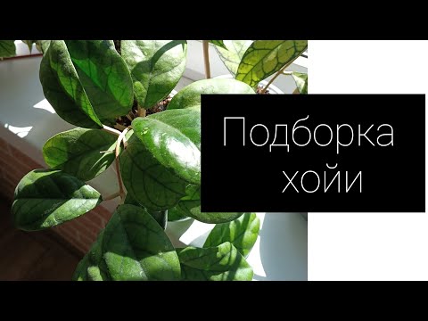 Видео: Подборка хойи 🏠🍀🪴Viola/caudatа silver/Meredithii Green/ finlaysonii и другие