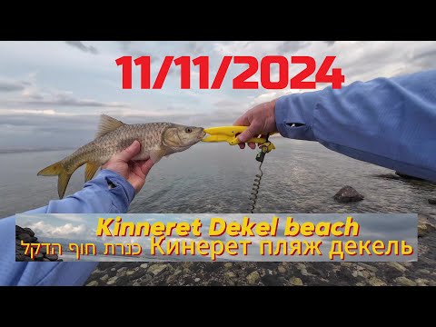 Видео: 4K 11/11/2024 Kinneret Dekel beach Кинерет пляж Декель כנרת חוף הדקל דיג рыбалка fishing