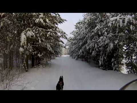 Видео: Скиджоринг с Джаз