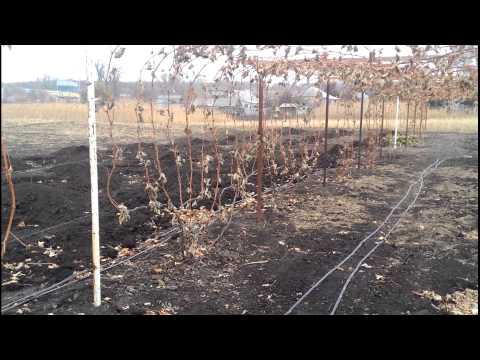 Видео: Октябрь, работы на винограднике