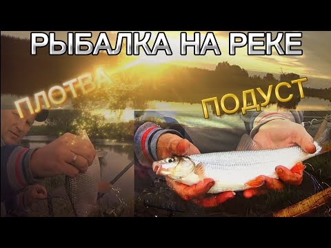 Видео: РЫБАЛКА НА РЕКЕ. ЛОВЛЯ ПЛОТВЫ И ПОДУСТА. НА ФИДЕР