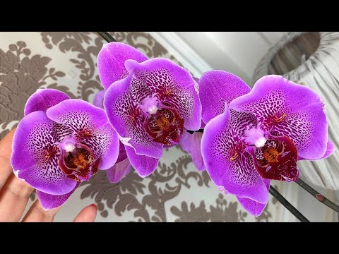 Видео: Вижу все цветы. Весь дом в бабочках.