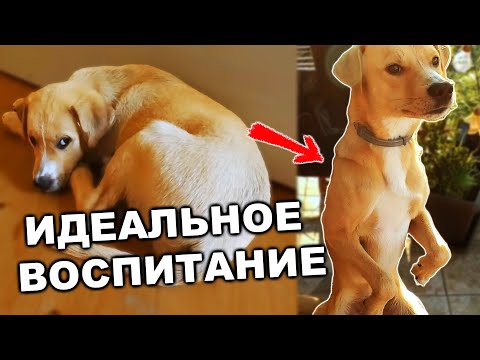 Видео: Дикий щенок полгода спустя