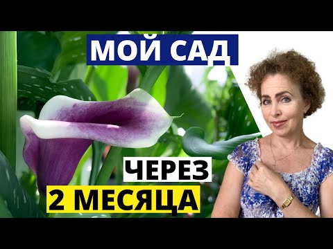 Видео: ОБЗОР Мой САД спустя 2 месяца