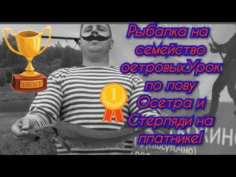 Видео: Рыбалка на семейство осетровых.Урок по лову Осетра и Стерляди на практике!