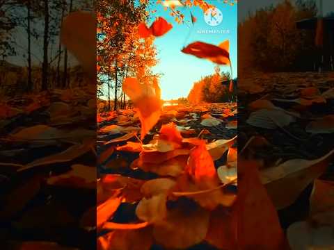 Видео: WINGS OF AUTUMN/🧡 "КРЫЛЬЯ"🍂 ОСЕНИ💛
