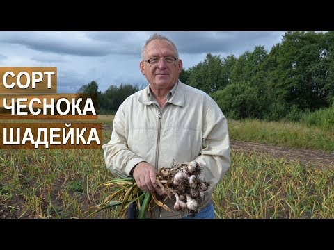 Видео: Сорта чеснока в КФХ Дмитриева. Чеснок Шадейка. Доктор с.-х. наук, профессор Сузан В. Г.