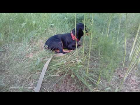 Видео: Воспитание щенка 2 .Почему ягдтерьер