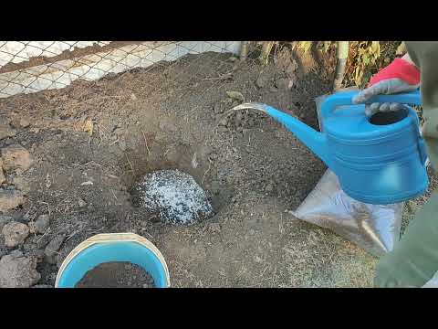 Видео: Сажаю гортензии, все по порядку.