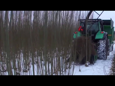 Видео: Энергетическая верба для компостирования