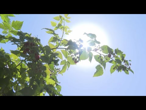 Видео: Қазығұртта таңқурай мол өнім берді