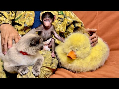 Видео: И снова НА АРЕНЕ терпеливый Басик, шкодная Анфиса, тихий Финик и УТОЧКА)))