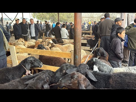 Видео: ГОВ ВА ГУСФАНД БОЗОР 29 октября 2025 г.