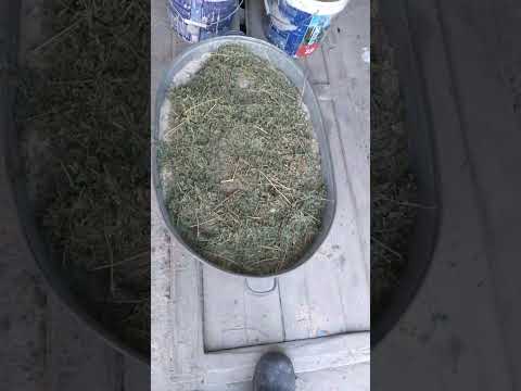 Видео: Тауықтарға күшті құрама жем даиындадық