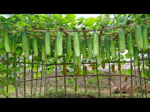 Видео: Выращивая огурцы таким способом, мне не пришлось покупать огурцы на рынке.