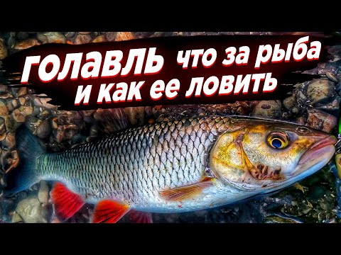 Видео: Голавль - что за рыба и как ее ловить