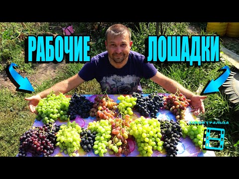 Видео: 15 ЗОЛОТЫХ СОРТОВ ВИНОГРАДА, ОТ КОТОРЫХ НИКОГДА НЕ ИЗБАВЛЮСЬ. СЕВЕРНЫЙ ВИНОГРАДНИК 21-21