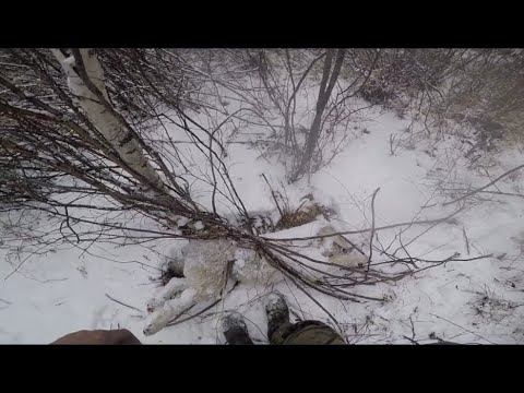 Видео: Попался тринадцатый серый/ ОХОТА НА ВОЛКА