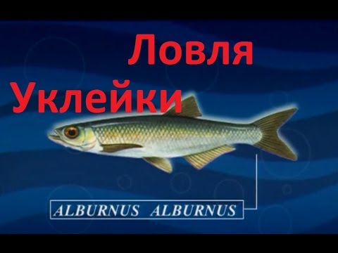 Видео: Диалоги о рыбалке -131- Крупная уклейка на удочку.