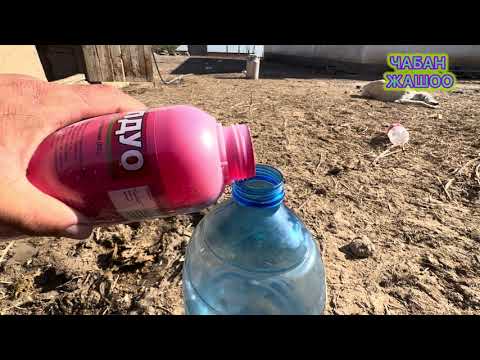 Видео: АЙЫЛДА КҮЗГҮ ДЫЙКАНЧЫЛЫК БАШТАЛДЫ