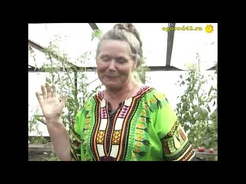 Видео: Потрясающе вкусные сорта томатов