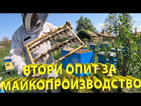 Видео: Втори опит за производство на пчелни майки