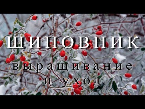 Видео: Шиповник. Выращивание и уход