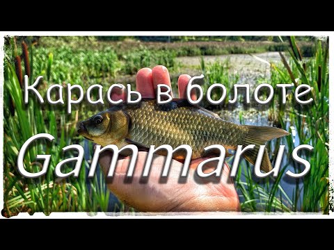 Видео: Мормышинг или Карась в болоте!