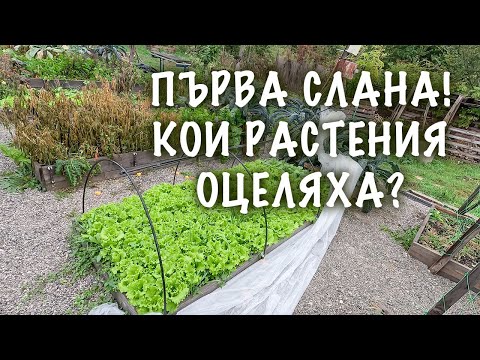 Видео: Кои растения са устойчиви на слани? Как изглежда градината ни след първата слана?