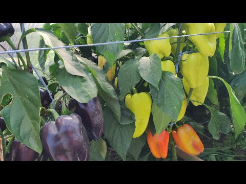 Видео: Обзор сортов перца часть 1