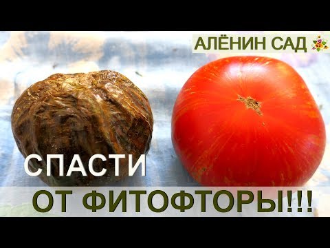 Видео: Как СПАСТИ урожай томатов от фитофторы?! / Проверенный способ!