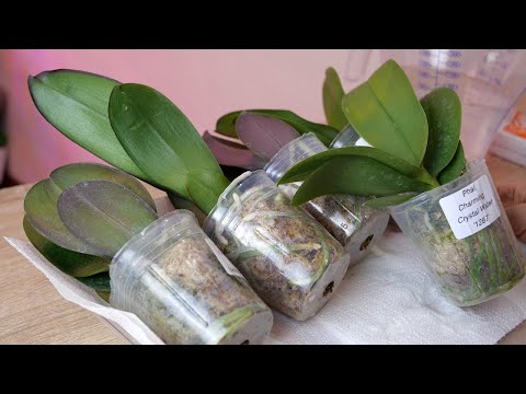 Видео: Ускорить АДАПТАЦИЮ новым орхидеям, чтобы БЫСТРО ЗАЦВЕЛИ.