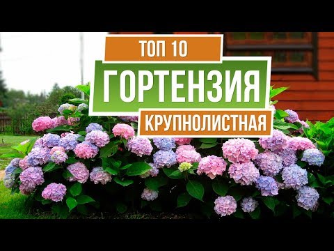 Видео: ТОП 10 СОРТОВ  ✔️ Гортензия крупнолистная 🌺 Лучшие сорта для средней полосы